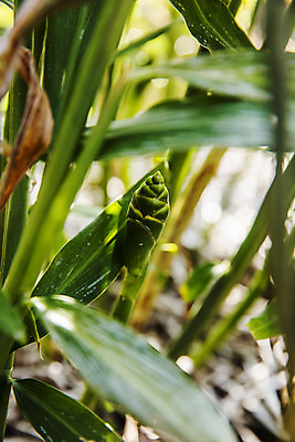 포토 JPG 밭 채소 식재료 한국 근접촬영 사람없음 야외 아웃포커스 전라북도 특산물 생강 봉동생강 국내포토 아시아 뷰포인트 농업 촬영기법 전라도 파일형식