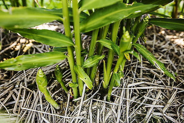 포토 JPG 밭 채소 식재료 한국 근접촬영 사람없음 야외 전라북도 특산물 생강 봉동생강 국내포토 아시아 뷰포인트 농업 전라도 파일형식