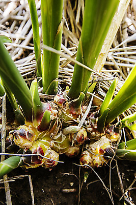 포토 JPG 채소 식재료 한국 사람없음 야외 전라북도 특산물 생강 봉동생강 국내포토 아시아 전라도 파일형식
