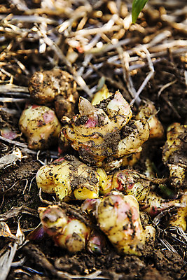 포토 JPG 밭 채소 식재료 근접촬영 사람없음 야외 흙 전라북도 특산물 생강 봉동생강 국내포토 뷰포인트 농업 전라도 파일형식