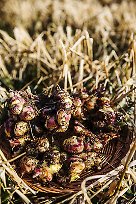 포토 JPG 채소 식재료 한국 근접촬영 사람없음 야외 전라북도 특산물 생강 봉동생강 완주군 국내포토 아시아 뷰포인트 전라도 파일형식