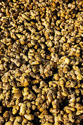 포토 JPG 채소 식재료 한국 사람없음 야외 전라북도 특산물 생강 봉동생강 완주군 국내포토 아시아 전라도 파일형식