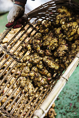 포토 JPG 채소 식재료 한국 들기 사람없음 야외 흙 전라북도 특산물 생강 봉동생강 완주군 국내포토 아시아 모션 전라도 파일형식