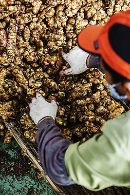 포토 JPG 남자 채소 식재료 한국 한명 사람 상반신 성인 야외 뒷모습 전라북도 특산물 생강 남자한명만 봉동생강 완주군 국내포토 1 아시아 뷰포인트 전라도 남자만 파일형식