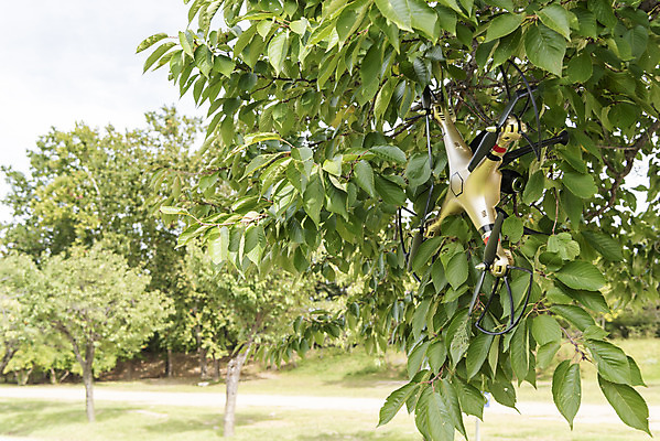 포토 JPG 주간 나무 하늘 풍경 사람없음 야외 나뭇가지 비행 떨어짐 걸림 드론 4차산업 국내포토 자연요소 식물 산업 컨셉 모션 파일형식