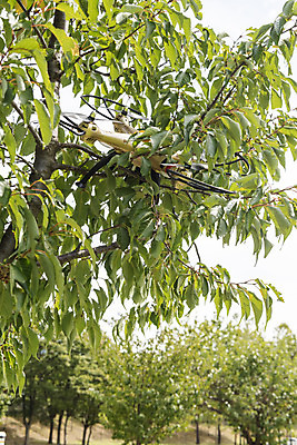 포토 JPG 주간 풍경 사람없음 야외 나뭇가지 비행 떨어짐 걸림 드론 부주의 4차산업 국내포토 자연요소 나무 산업 컨셉 모션 파일형식