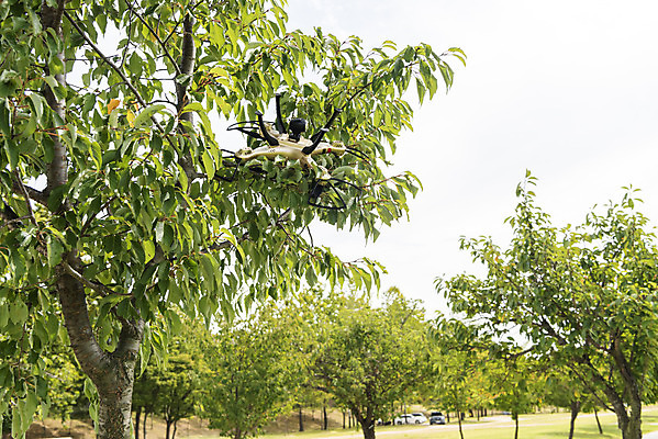 포토 JPG 주간 하늘 풍경 사람없음 야외 나뭇가지 비행 떨어짐 걸림 드론 부주의 4차산업 국내포토 자연요소 나무 산업 컨셉 모션 파일형식