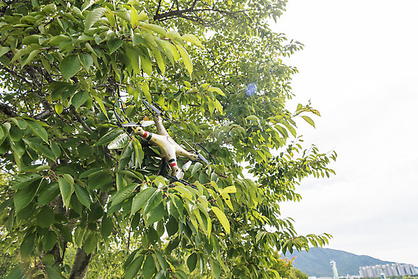 포토 JPG 주간 풍경 사람없음 야외 나뭇가지 비행 떨어짐 걸림 드론 부주의 4차산업 국내포토 자연요소 나무 산업 컨셉 모션 파일형식