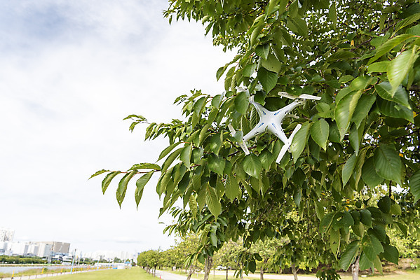포토 JPG 주간 풍경 사람없음 야외 나뭇가지 비행 떨어짐 걸림 드론 부주의 4차산업 국내포토 자연요소 나무 산업 컨셉 모션 파일형식
