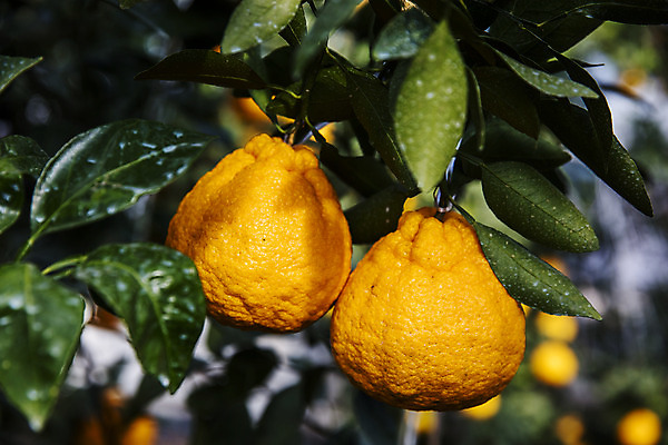 포토 JPG 주간 과일 나뭇잎 근접촬영 사람없음 야외 제주도 농장 특산물 비닐하우스 한라봉 서귀포 국내포토 자연요소 뷰포인트 잎 농업 한국 파일형식