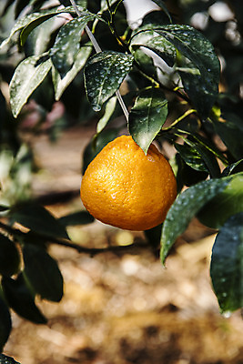 포토 JPG 주간 과일 나뭇잎 사람없음 야외 제주도 농장 특산물 비닐하우스 한라봉 서귀포 국내포토 자연요소 잎 농업 한국 파일형식
