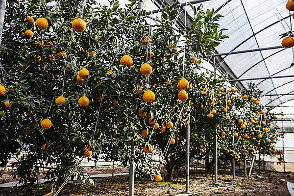 포토 JPG 주간 나무 과일 사람없음 야외 제주도 농장 특산물 비닐하우스 한라봉 서귀포 국내포토 자연요소 식물 농업 한국 파일형식