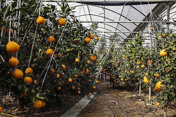 포토 JPG 주간 나무 과일 사람없음 야외 제주도 농장 특산물 비닐하우스 한라봉 서귀포 국내포토 자연요소 식물 농업 한국 파일형식