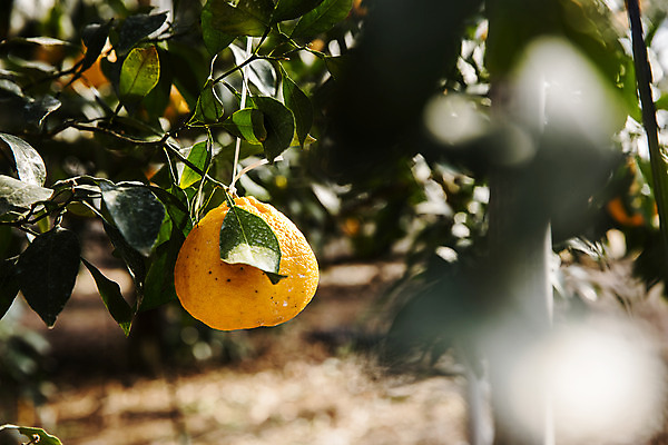 포토 JPG 주간 과일 나뭇잎 사람없음 야외 제주도 농장 특산물 비닐하우스 한라봉 서귀포 국내포토 자연요소 잎 농업 한국 파일형식