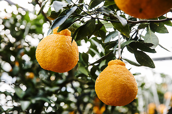 포토 JPG 주간 과일 사람없음 야외 아웃포커스 제주도 농장 특산물 비닐하우스 한라봉 서귀포 국내포토 자연요소 농업 한국 촬영기법 파일형식