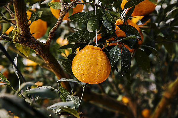 포토 JPG 주간 과일 나뭇잎 사람없음 야외 제주도 농장 나뭇가지 특산물 비닐하우스 한라봉 서귀포 국내포토 자연요소 나무 잎 농업 한국 파일형식