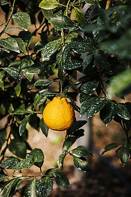 포토 JPG 주간 과일 나뭇잎 사람없음 야외 제주도 농장 특산물 비닐하우스 한라봉 서귀포 국내포토 자연요소 잎 농업 한국 파일형식