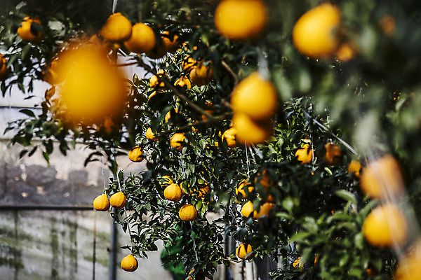 포토 JPG 주간 나무 과일 사람없음 야외 제주도 농장 소프트포커스 특산물 비닐하우스 한라봉 서귀포 국내포토 자연요소 식물 농업 한국 촬영기법 파일형식