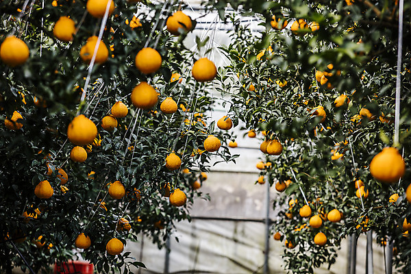 포토 JPG 주간 나무 과일 사람없음 야외 제주도 농장 특산물 비닐하우스 한라봉 서귀포 국내포토 자연요소 식물 농업 한국 파일형식