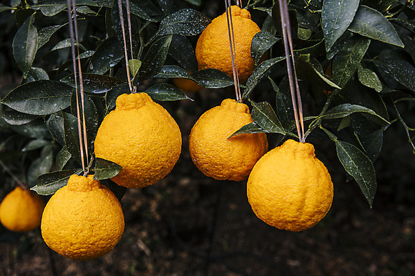 포토 JPG 주간 과일 나뭇잎 사람없음 야외 제주도 농장 특산물 비닐하우스 한라봉 서귀포 국내포토 자연요소 잎 농업 한국 파일형식