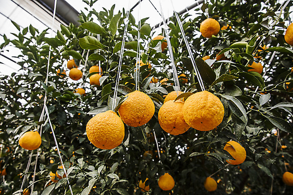 포토 JPG 주간 나무 로우앵글 과일 사람없음 야외 제주도 농장 특산물 비닐하우스 한라봉 서귀포 국내포토 자연요소 식물 뷰포인트 농업 한국 파일형식