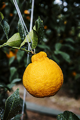 포토 JPG 주간 과일 나뭇잎 근접촬영 사람없음 야외 제주도 농장 특산물 비닐하우스 한라봉 서귀포 국내포토 자연요소 뷰포인트 잎 농업 한국 파일형식