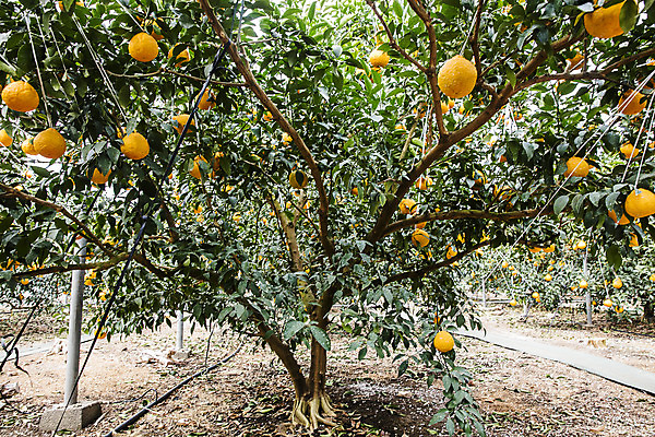 포토 JPG 주간 나무 과일 사람없음 야외 제주도 농장 특산물 비닐하우스 한라봉 서귀포 국내포토 자연요소 식물 농업 한국 파일형식