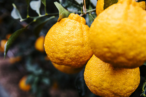 포토 JPG 주간 과일 근접촬영 사람없음 야외 제주도 농장 특산물 비닐하우스 한라봉 서귀포 국내포토 자연요소 뷰포인트 농업 한국 파일형식