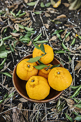 포토 JPG 주간 과일 사람없음 야외 제주도 농장 바구니 담기 특산물 비닐하우스 한라봉 땅바닥 서귀포 국내포토 자연요소 농업 모션 바닥 한국 파일형식