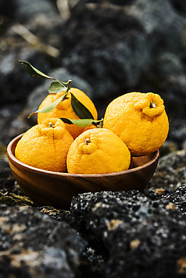 포토 JPG 주간 그릇 과일 사람없음 야외 제주도 농장 담기 특산물 비닐하우스 한라봉 서귀포 국내포토 자연요소 식기 농업 모션 한국 파일형식