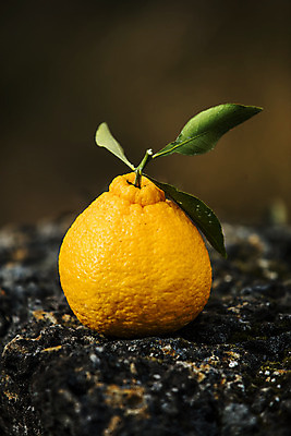 포토 JPG 주간 과일 나뭇잎 근접촬영 사람없음 야외 제주도 농장 특산물 비닐하우스 한라봉 서귀포 국내포토 자연요소 뷰포인트 잎 농업 한국 파일형식