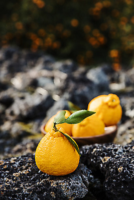 포토 JPG 주간 그릇 과일 사람없음 야외 아웃포커스 제주도 농장 담기 특산물 비닐하우스 한라봉 서귀포 국내포토 자연요소 식기 농업 모션 한국 촬영기법 파일형식