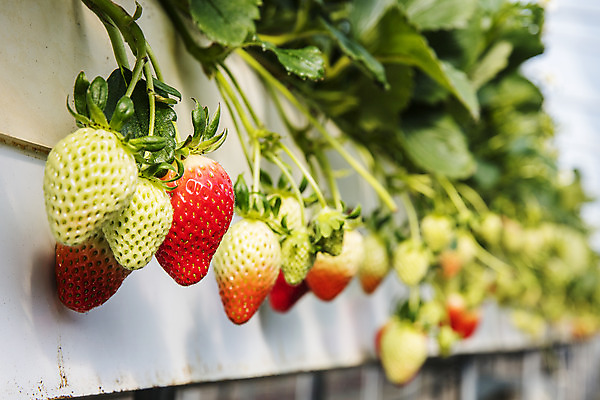 포토 JPG 과일 딸기 사람없음 야외 아웃포커스 충청남도 특산물 비닐하우스 논산 딸기밭 제철과일 국내포토 밭 농업 촬영기법 충청도 제철 파일형식