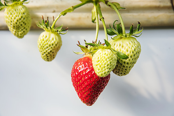포토 JPG 과일 딸기 근접촬영 사람없음 야외 충청남도 특산물 비닐하우스 논산 딸기밭 제철과일 국내포토 뷰포인트 밭 농업 충청도 제철 파일형식