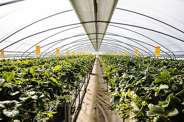 포토 JPG 과일 딸기 실내 사람없음 충청남도 특산물 비닐하우스 논산 딸기밭 국내포토 밭 농업 내부 충청도 파일형식