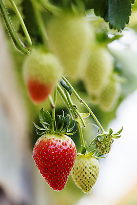 포토 JPG 과일 딸기 사람없음 야외 소프트포커스 충청남도 특산물 비닐하우스 논산 딸기밭 제철과일 국내포토 밭 농업 촬영기법 충청도 제철 파일형식