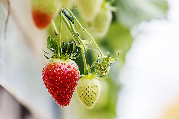포토 JPG 과일 딸기 근접촬영 사람없음 야외 아웃포커스 충청남도 특산물 비닐하우스 논산 딸기밭 제철과일 국내포토 뷰포인트 밭 농업 촬영기법 충청도 제철 파일형식