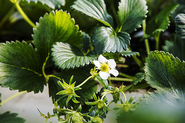 포토 JPG 과일 딸기 사람없음 야외 충청남도 특산물 비닐하우스 논산 딸기꽃 딸기밭 국내포토 꽃 밭 농업 충청도 파일형식