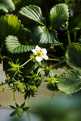 포토 JPG 과일 딸기 사람없음 야외 충청남도 특산물 비닐하우스 논산 딸기꽃 딸기밭 국내포토 꽃 밭 농업 충청도 파일형식