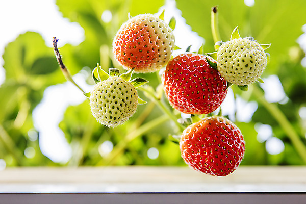 포토 JPG 로우앵글 과일 딸기 사람없음 야외 아웃포커스 충청남도 특산물 비닐하우스 논산 딸기밭 제철과일 국내포토 뷰포인트 밭 농업 촬영기법 충청도 제철 파일형식