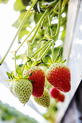 포토 JPG 과일 딸기 근접촬영 사람없음 야외 충청남도 특산물 비닐하우스 논산 딸기밭 제철과일 국내포토 뷰포인트 밭 농업 충청도 제철 파일형식