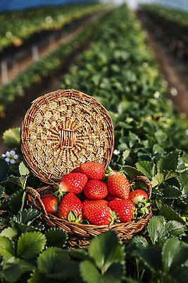 포토 JPG 과일 딸기 사람없음 야외 아웃포커스 바구니 충청남도 특산물 비닐하우스 논산 딸기밭 제철과일 국내포토 밭 농업 촬영기법 충청도 제철 파일형식