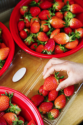 포토 JPG 손 과일 딸기 실내 신체부위 바구니 잡기 충청남도 특산물 비닐하우스 논산 제철과일 국내포토 농업 모션 사람 내부 충청도 제철 파일형식