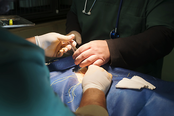 포토 JPG 해외이미지 동물 백인 직업 손 여자 남자 건강 병원 관리 사람 사람없음 초록색 반려동물 약 건강관리 모니터 방 장비 의사 도구 하트 긴급 업무 수술 기술자 개 치아 보호 래브라도리트리버 연습 외과 수의사 순서 돌봄 의료성형뷰티 살균 해외202004 해외포토 모양 서양인 컬러 컨셉 포유류 의학 모션 신체부위 치료 컴퓨터 의료진 작업 소화기관 리트리버 파일형식