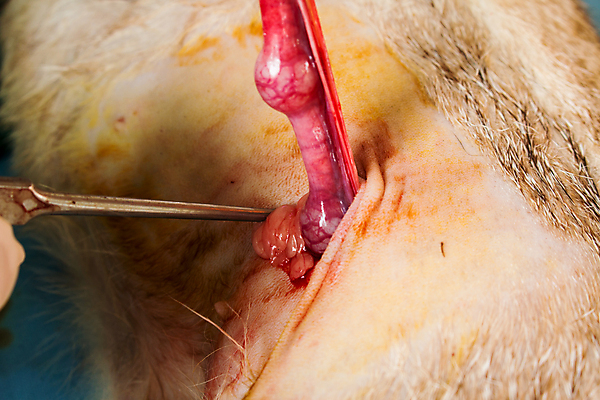 포토 JPG 해외이미지 동물 직업 여자 유니폼 가족 건강 병원 관리 사랑 사람 사람없음 치료 반려동물 세계 고양이 장비 의사 공구 직물 잠 오픈 수술 개 호흡 작음 자르기 펜치 자궁 외과 수의사 돌봄 의료성형뷰티 해외202004 해외포토 옷 감정 포유류 의학 관계 모션 의료진 도구 장기_의학 크기 파일형식