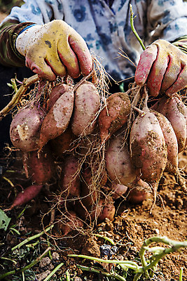 포토 JPG 주간 손 밭 한명 들기 사람 상반신 야외 앞모습 신체부위 농작물 전라남도 특산물 고구마 해남 황토 국내포토 자연요소 1 뷰포인트 농업 모션 뿌리채소 흙 전라도 파일형식