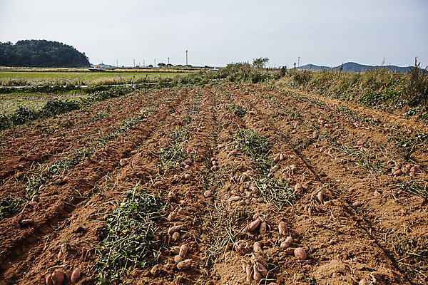 포토 JPG 주간 사람없음 야외 농작물 전라남도 특산물 고구마 해남 황토 고구마밭 국내포토 자연요소 밭 농업 뿌리채소 흙 전라도 파일형식