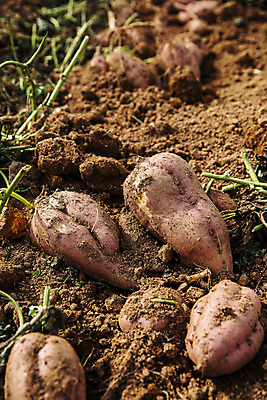 포토 JPG 주간 사람없음 야외 농작물 전라남도 특산물 고구마 해남 황토 고구마밭 국내포토 자연요소 밭 농업 뿌리채소 흙 전라도 파일형식