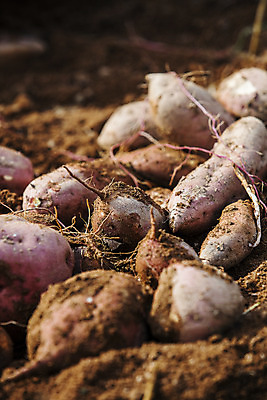 포토 JPG 주간 근접촬영 사람없음 야외 농작물 전라남도 특산물 고구마 해남 황토 고구마밭 국내포토 자연요소 뷰포인트 밭 농업 뿌리채소 흙 전라도 파일형식