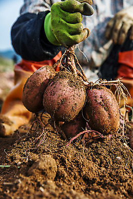 포토 JPG 주간 한명 들기 사람 상반신 야외 앞모습 신체부위 농작물 전라남도 특산물 고구마 해남 황토 고구마밭 국내포토 자연요소 1 뷰포인트 밭 농업 모션 뿌리채소 흙 전라도 파일형식